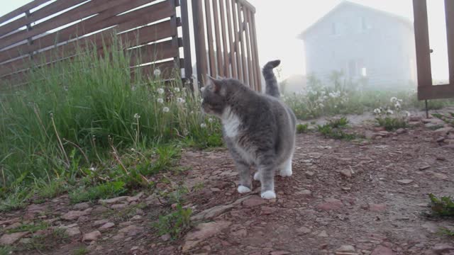 Pregnant cat and dog