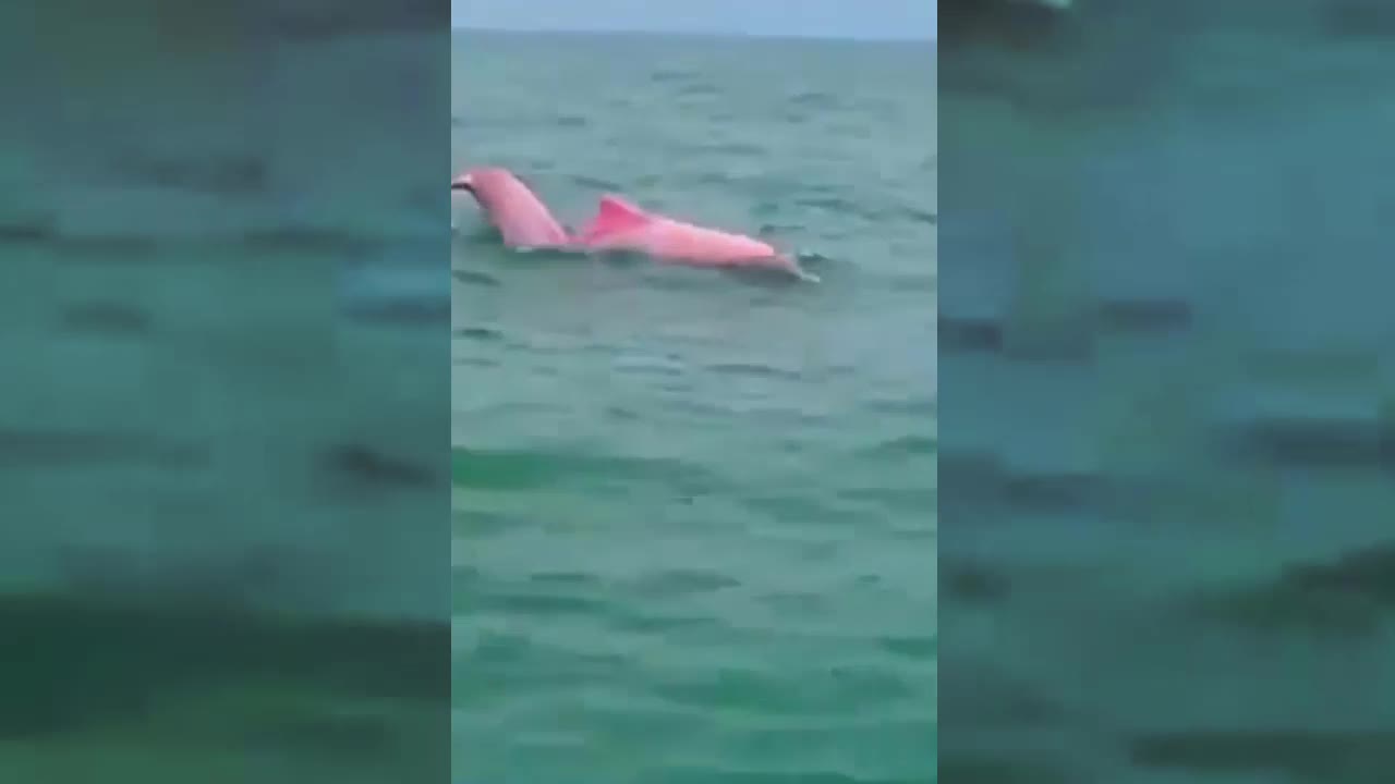 Pink Dolphins are rare - Wonderful.