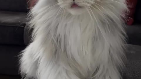 ONE OF THE MOST BEAUTIFUL CATS IN THE WORLD