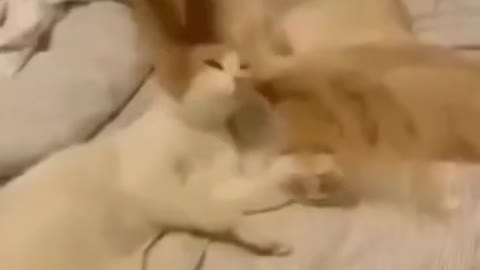 ❤️😹 Funniest Animals 😹 - Best Of 🙊❤️ Funny Animal Videos Ep 53 #Shorts#Pets ❤️