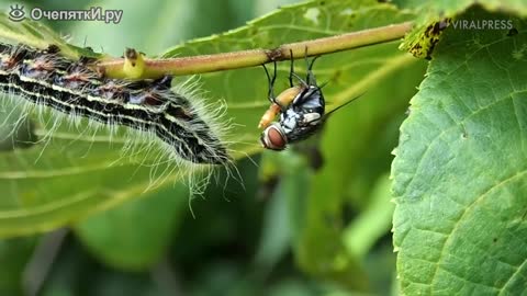 A fly lays larvae on a caterpillar