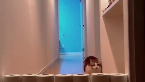 Funny cats videos😹😹😹