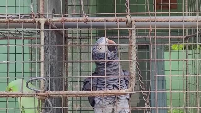 Parrots try to fight each other in the cage