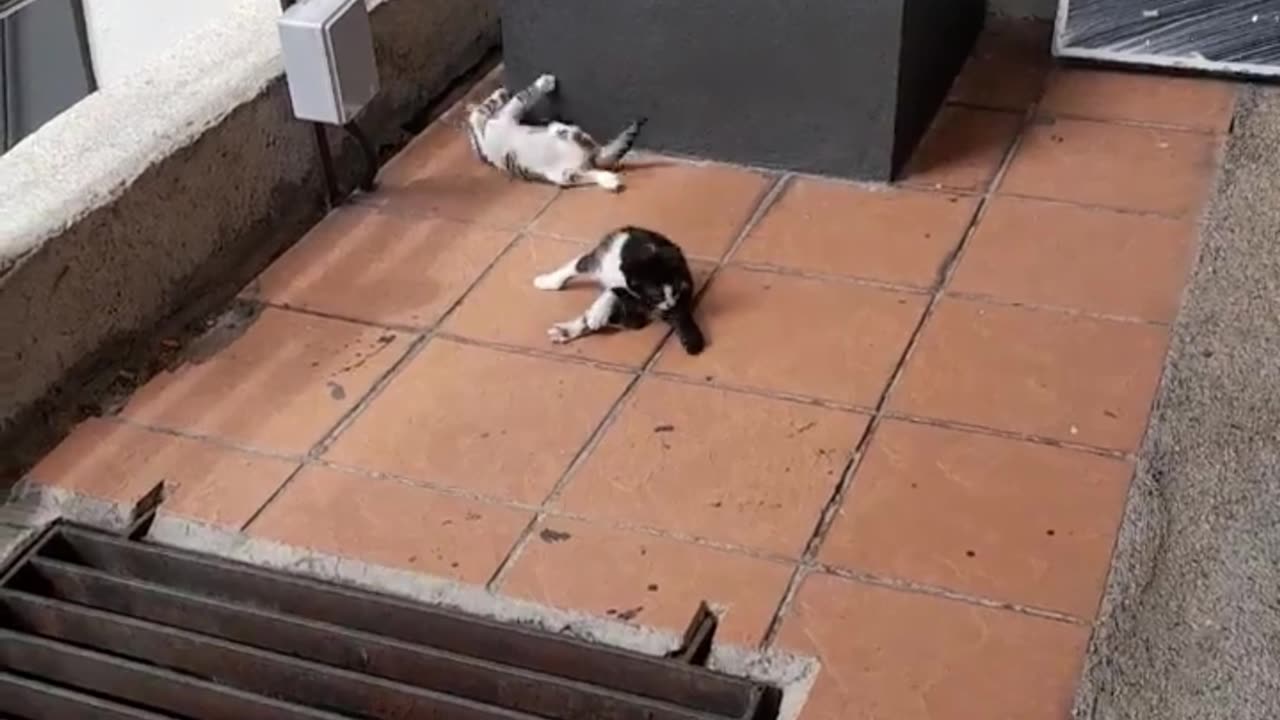 I saw 2 kittens playing together