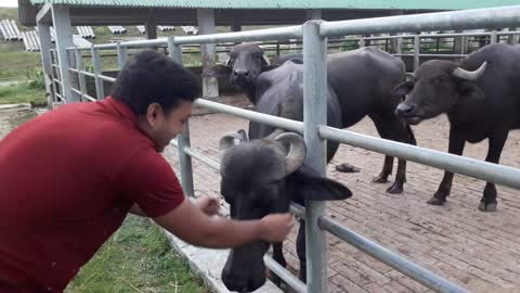 The ox eating time the grass in the farm