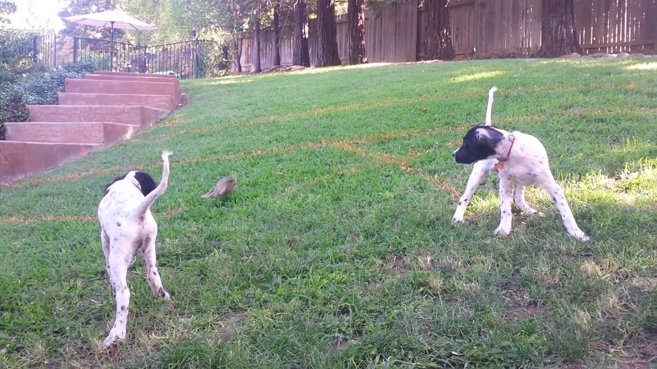 English Setter Training - Mac and Floyd at