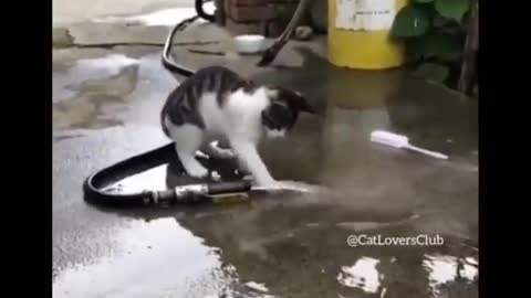 Funny Cat interaction
