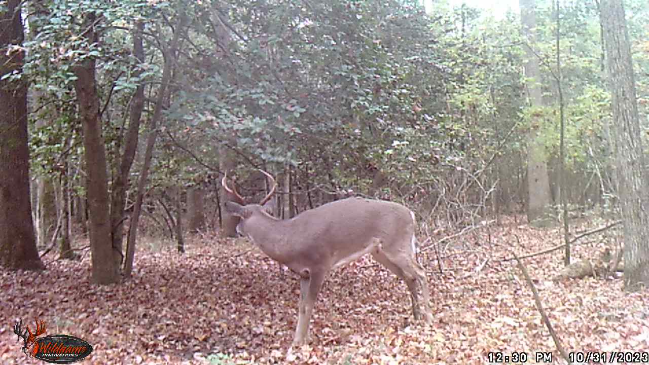 Whitetail Deer