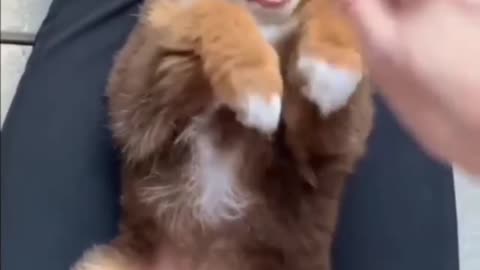 Happy Doggy playing with Mom