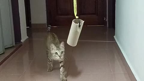 Cat enjoy his boring day