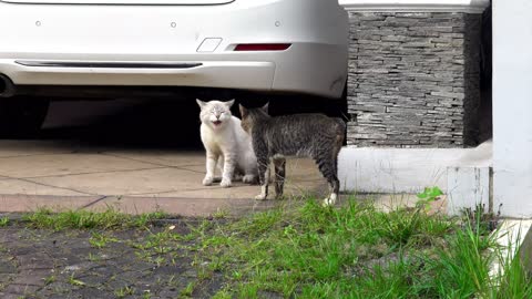 Merry cats