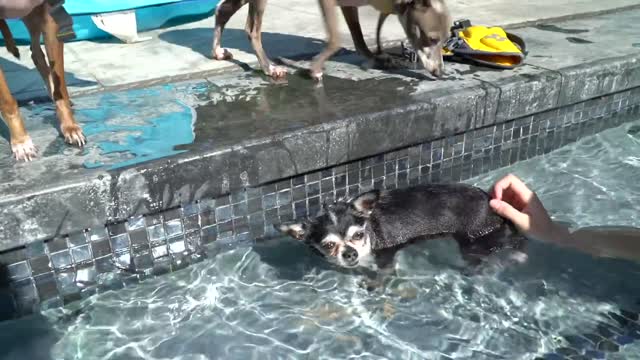 How To Teach A Dog To Swim Instantly With Few Simple Tricks