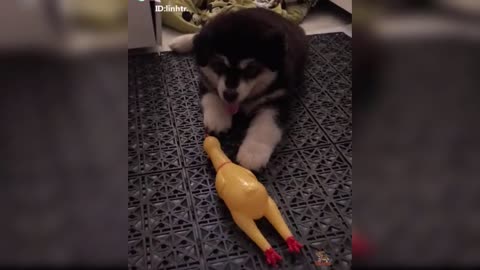 Dog Reaction to Dog Toy - Funny Dog Toy Reaction Compilation