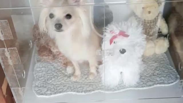 oxygen room puppy