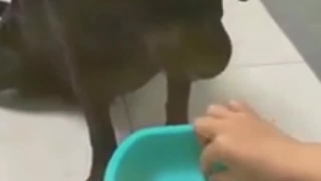 Dog eating funny video