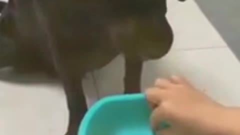 Dog eating funny video