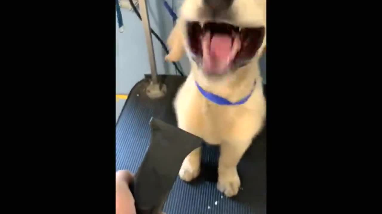 Silly golden retriever puppy makes funny faces while trying to bite air coming out of hair dryer