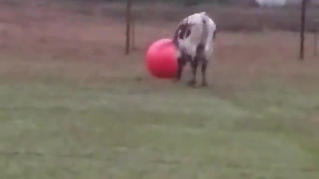2 Ton Bull pops his big red ball. His reaction makes my heart cry!