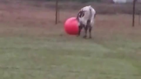 2 Ton Bull pops his big red ball. His reaction makes my heart cry!