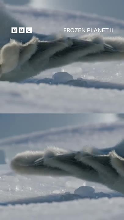 Have you ever seen a face this cute?! 🥹 🤍 #FrozenPlanet2