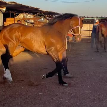 funny|prank|jokes|funny jokes|dad jokes|funny memes|funny video|fun|laughing|funny animal|knock