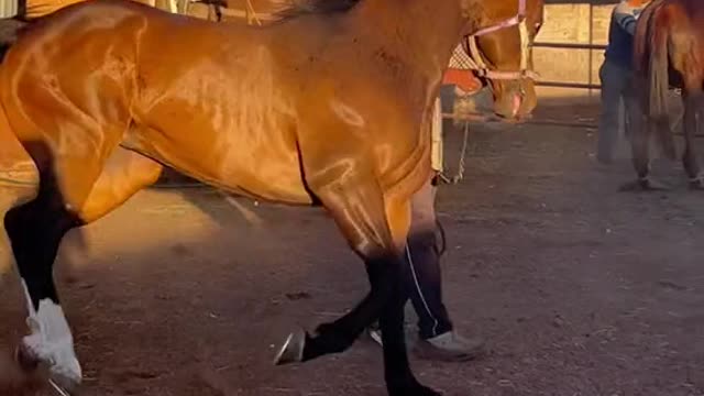 funny|prank|jokes|funny jokes|dad jokes|funny memes|funny video|fun|laughing|funny animal|knock