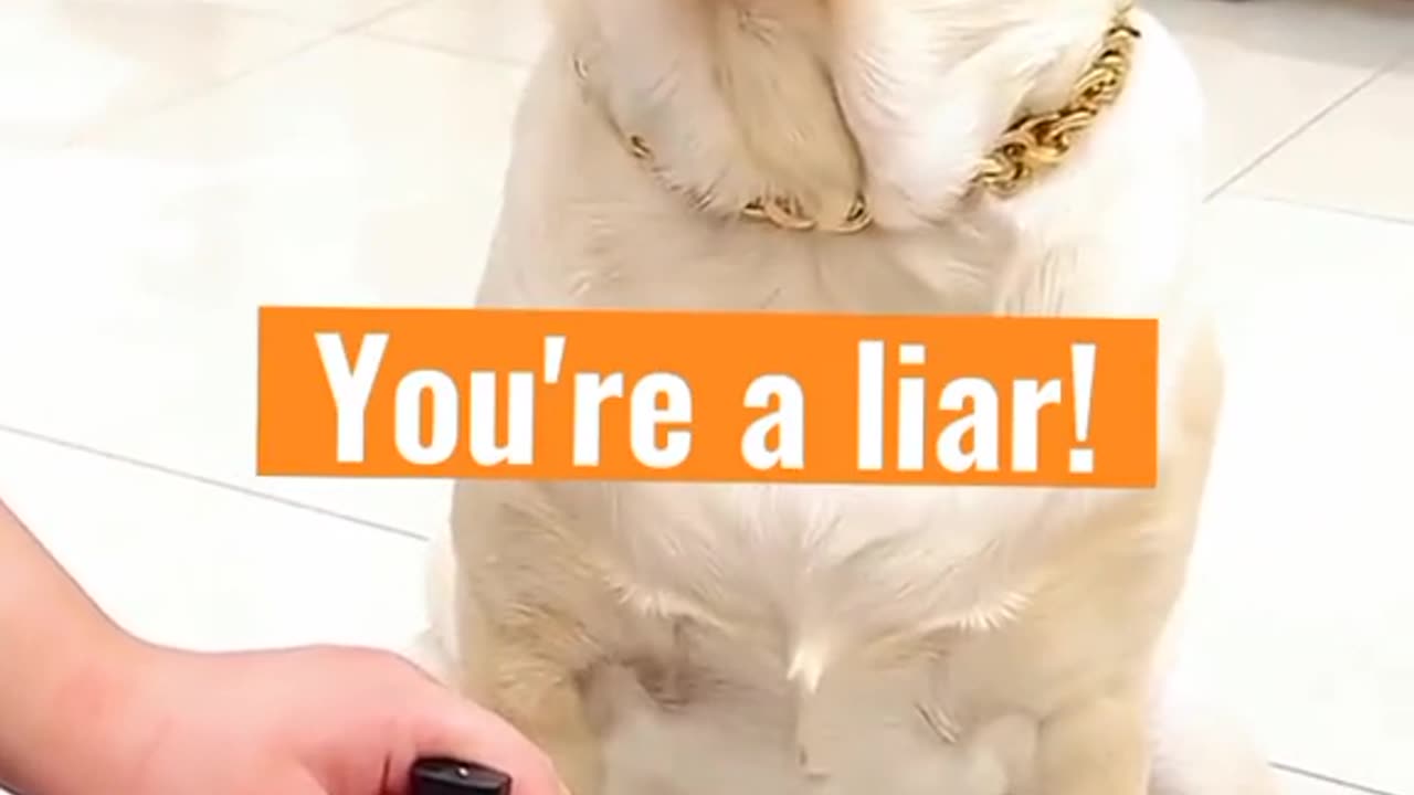 never lie to a smart dog