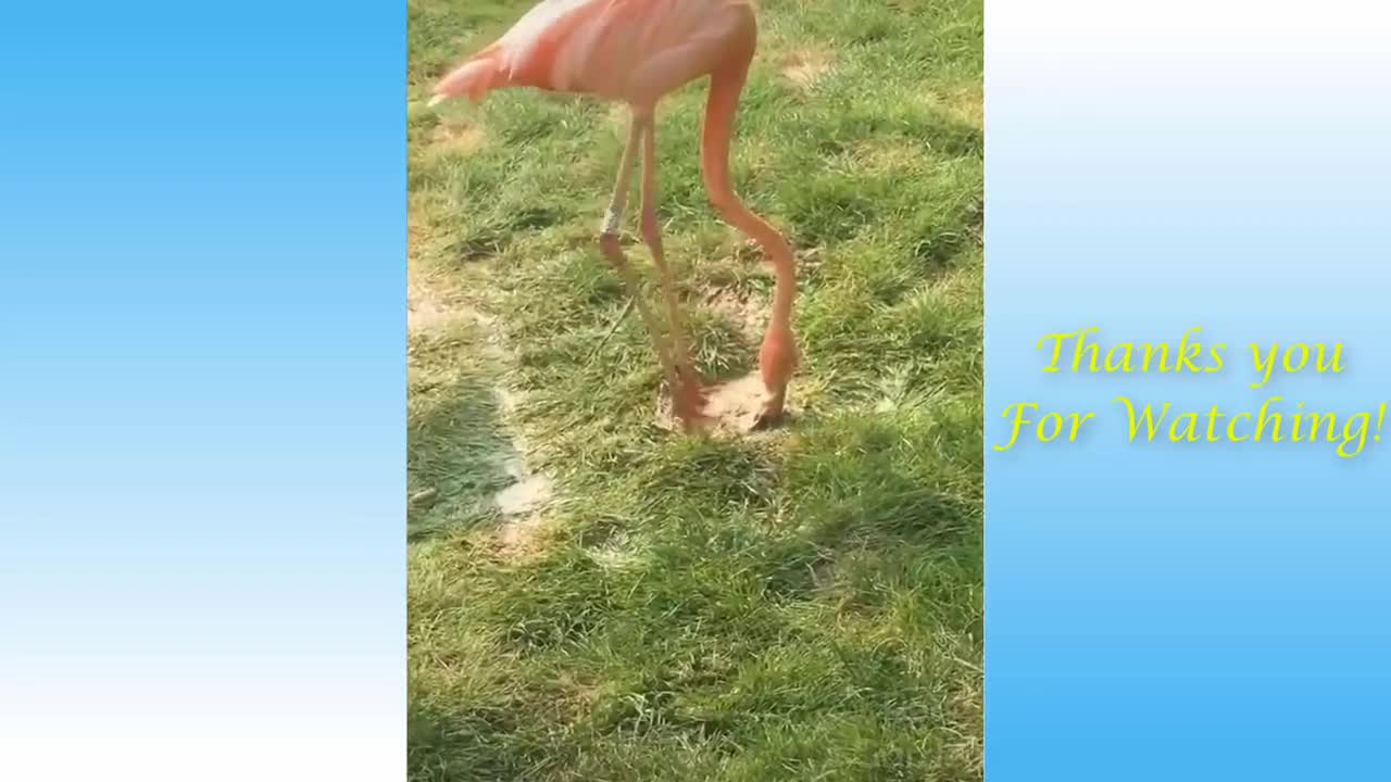 😍 Cute Cats and Funny Dogs Videos Compilation 2021 😍