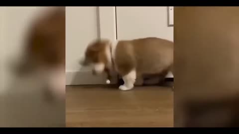 🐶 Cute puppy dog playing