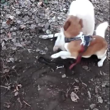 funny dog funny video Jack Russel mix the funniest dog and labrodor