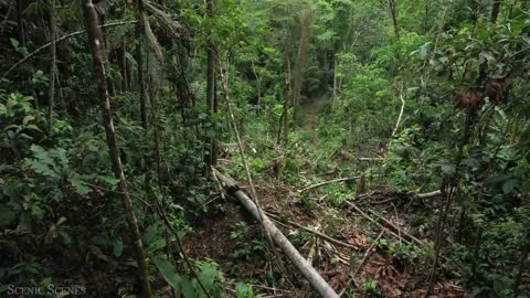 Animals That Call The Jungle Home | Amazon Rainforest | Relaxation Film
