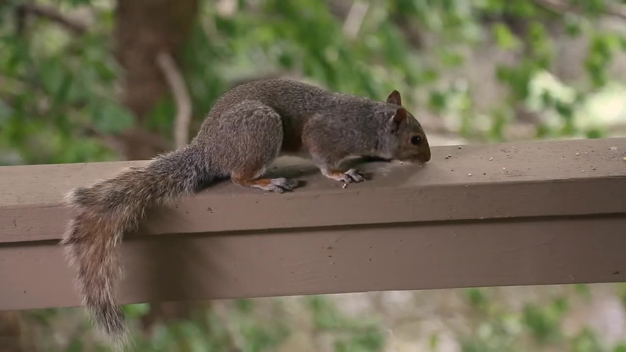 A Squirrel eats birdseed that has fallen above a deck