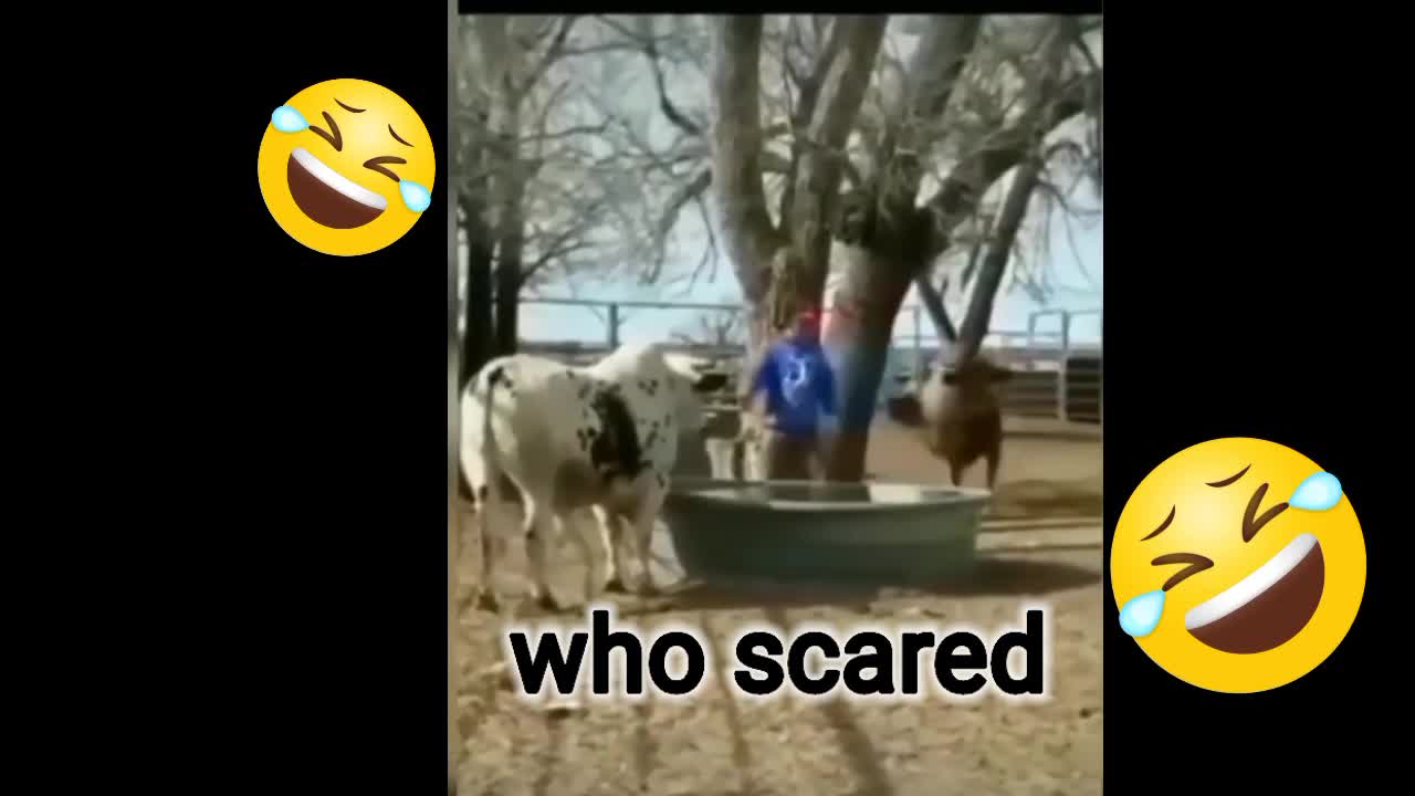 Any one tell me who scared 😳😂😂😂