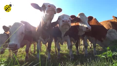 FUNNY COW DANCE