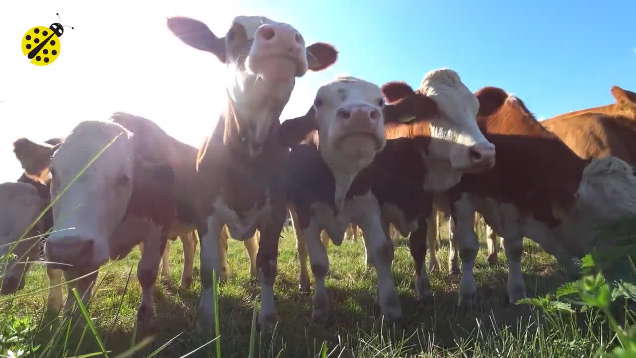 FUNNY COW DANCE