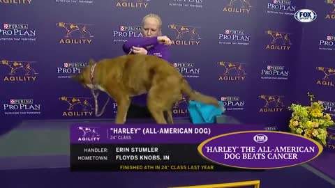 Watch 5 of the best WKC Dog Show moments to celebrate National Puppy Day | FOX SPORTS