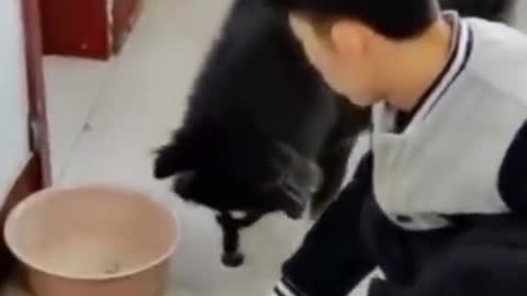 😂Funniest Animals 🐈🐕- Best of The 2022 Funny Animal Videos
