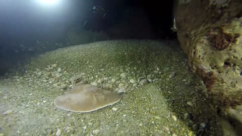 Torpedo sinuspersici in the Red Sea, eilat israel - photographed by Meni Meller