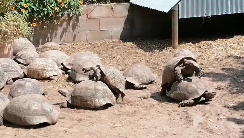 Tortoises going at it, slowly but surely