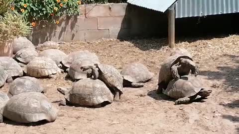 Tortoises going at it, slowly but surely