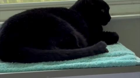 Cute Precious Piper Has a Quiet Peaceful Moment - Adopting a Cat from a Shelter Vlog