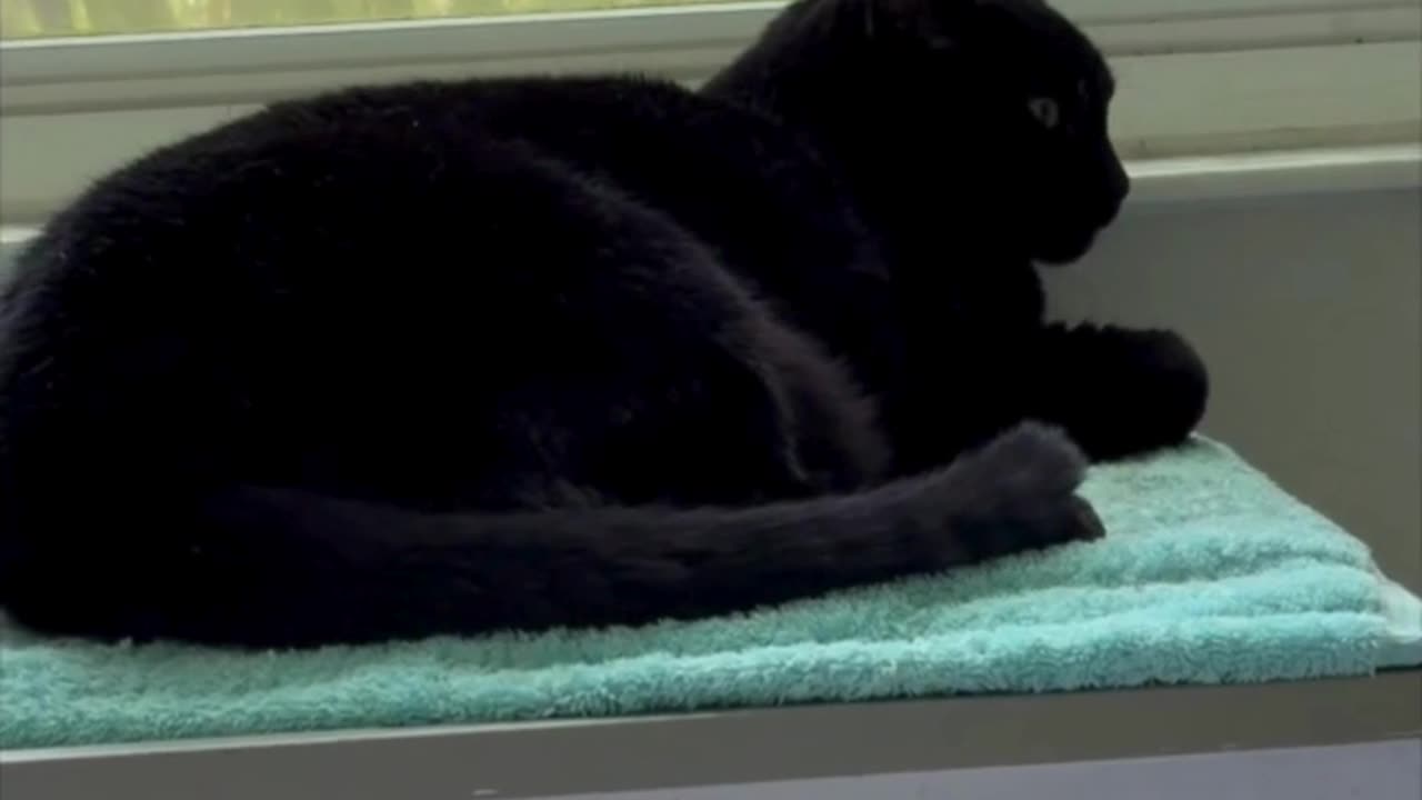 Cute Precious Piper Has a Quiet Peaceful Moment - Adopting a Cat from a Shelter Vlog