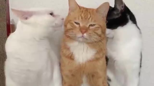 Best funny cat video 2022