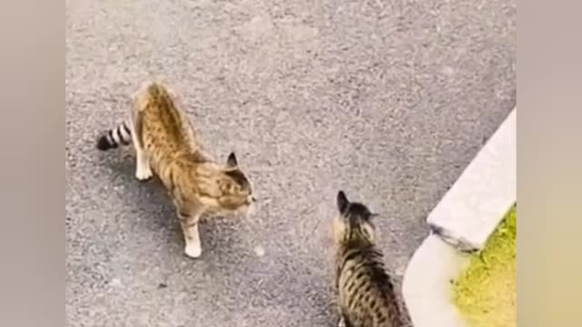 Animal funny cat vs cucumber hilarious