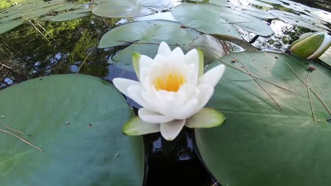 Water Lily