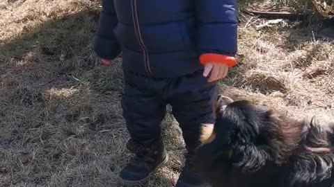 Adorable Puppies playing with Babies is so adorable!