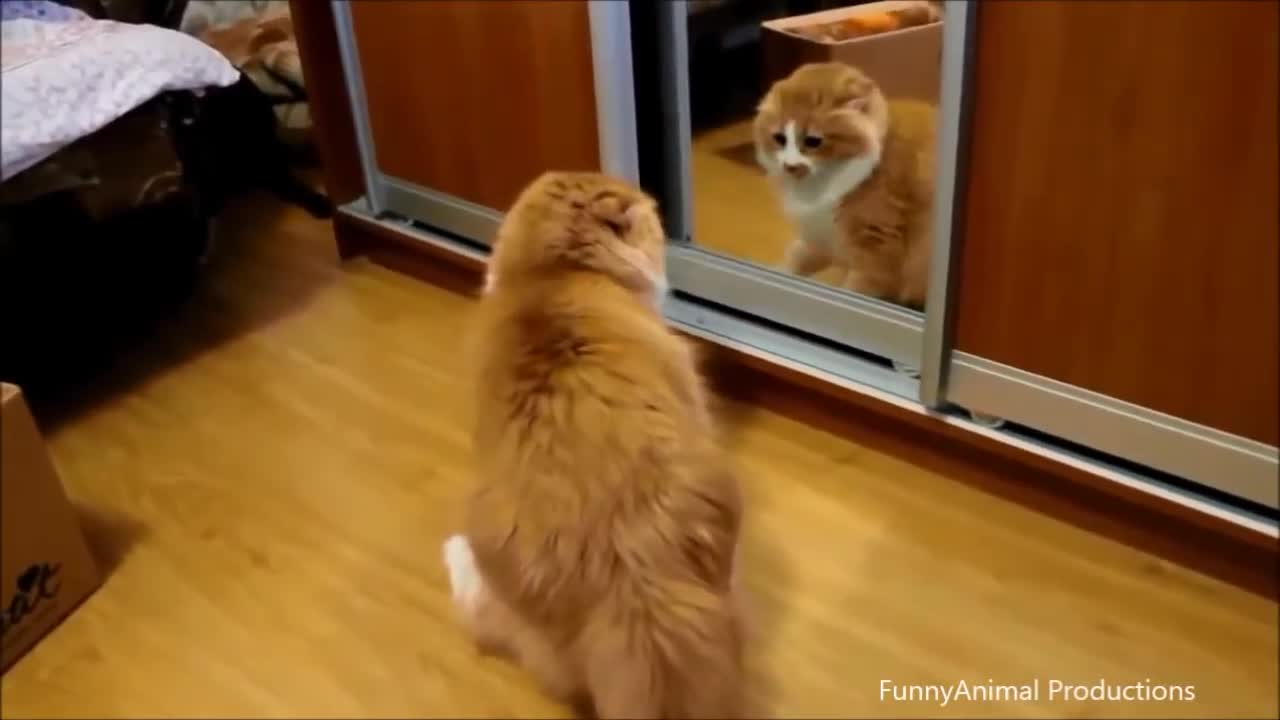 Funny Moment Cat VS Fight Mirror Compilation