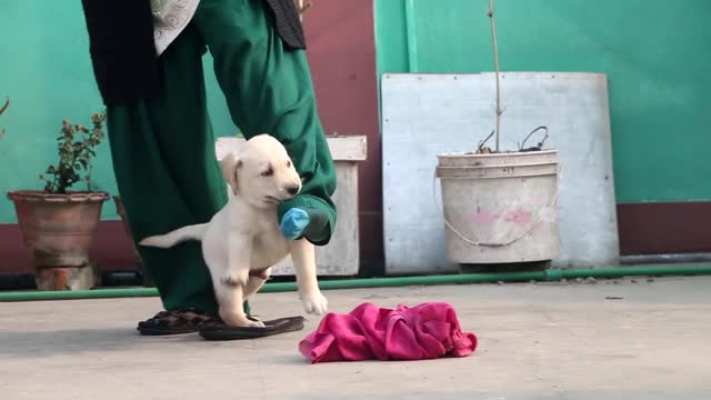 Happy puppy party