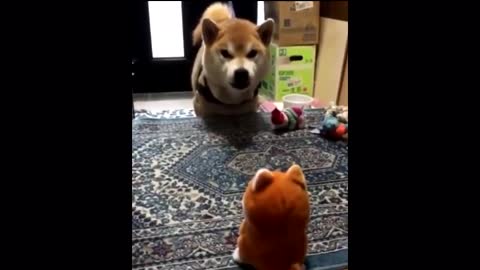 Shiba vs Shiba toy