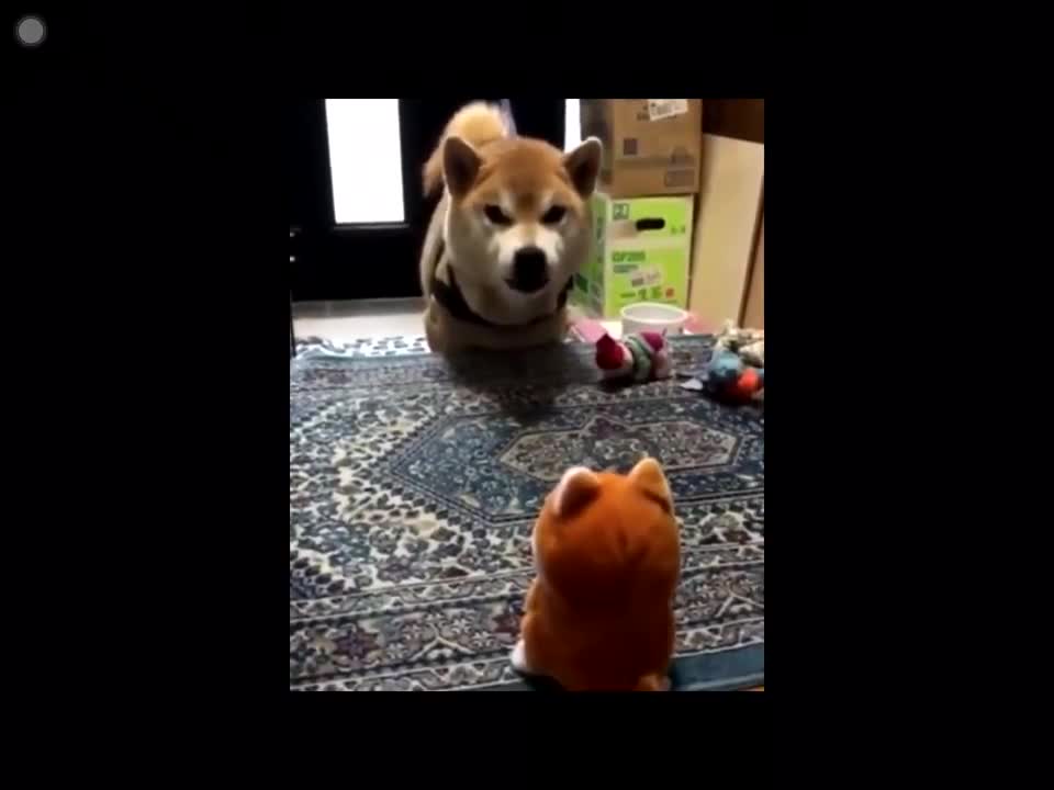 Shiba vs Shiba toy